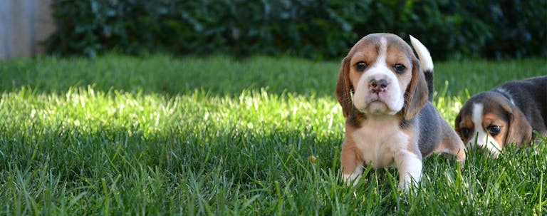 How to Train Beagle Puppies to Not Chew How to Train Beagle Puppies to Not Chew